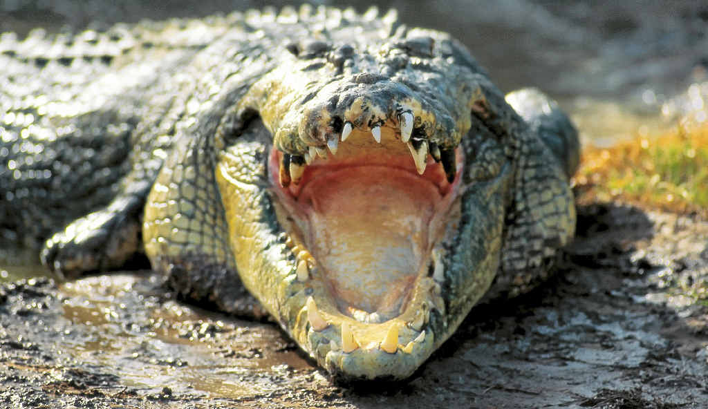 CROC WARNING: Authorities placed croc warning signs along the Boyne River in Tannum Sands and Boyne Island after a croc was spotted. CROC WARNING: Authorities placed croc warning signs along the Boyne River in Tannum Sands and Boyne Island after a croc was spotted.